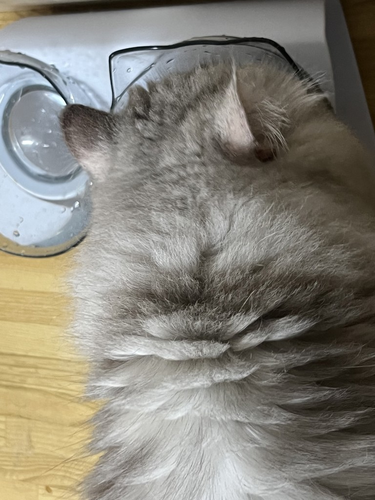 投稿写真