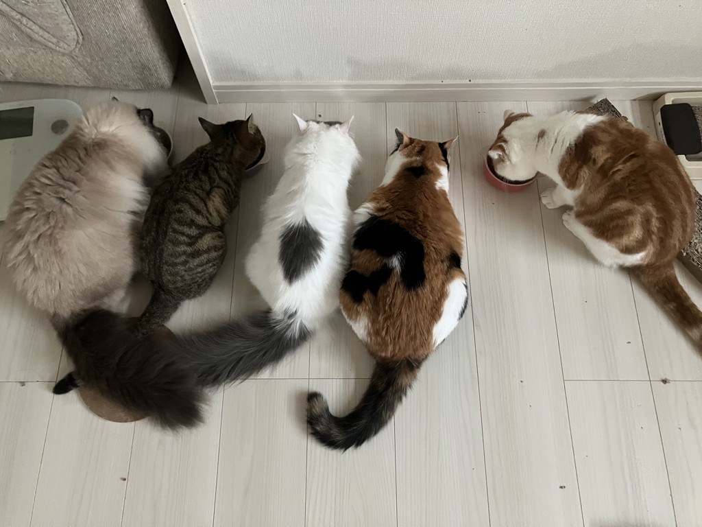投稿写真