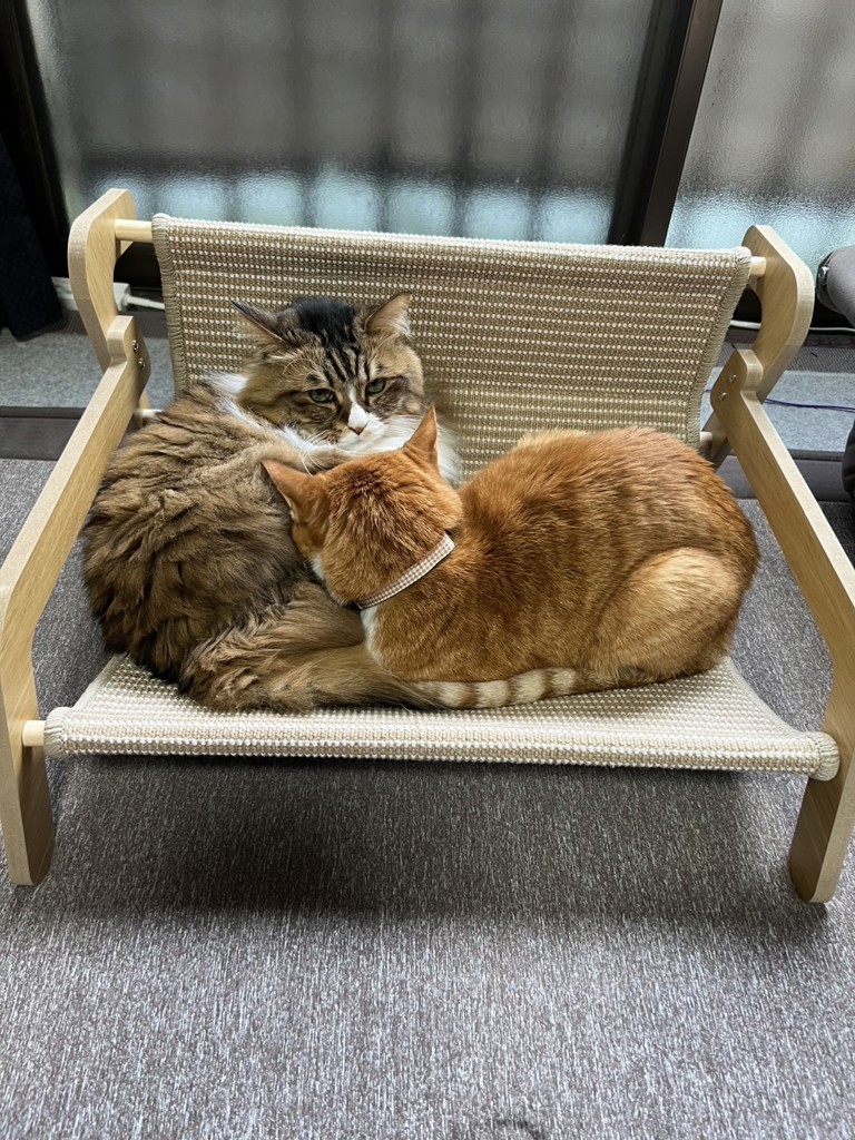 投稿写真