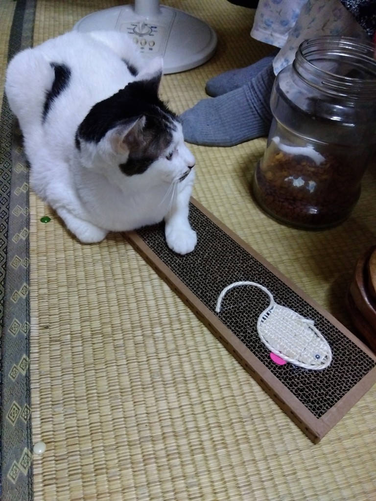 投稿写真