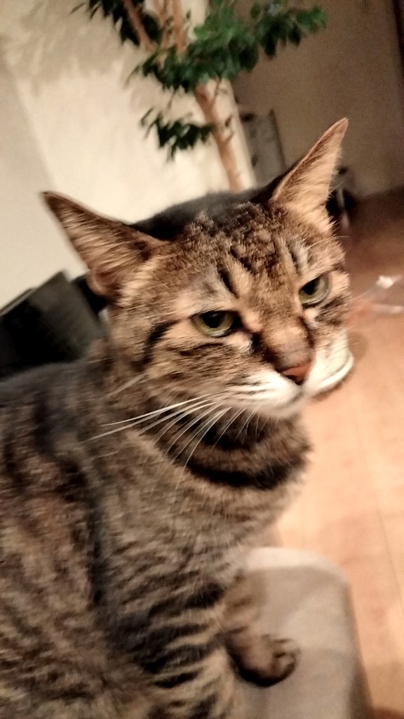 投稿写真