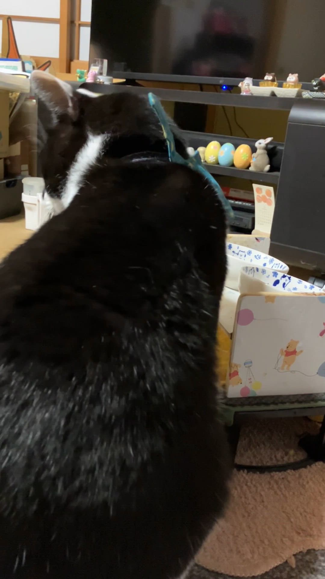 投稿写真