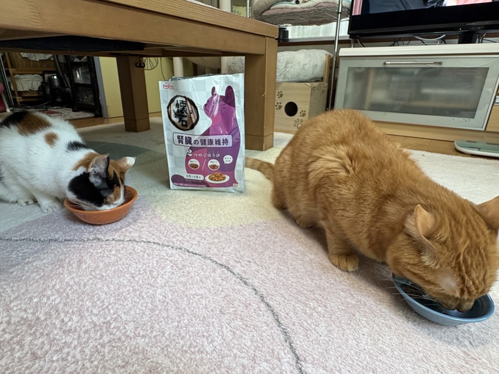 投稿写真