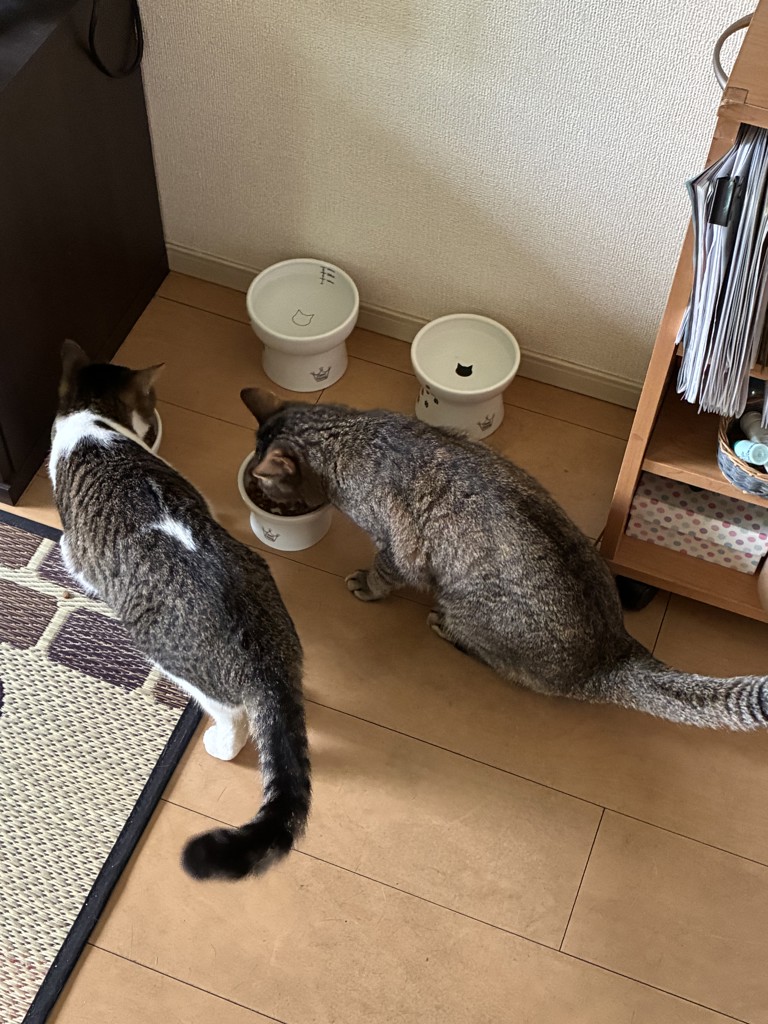 投稿写真
