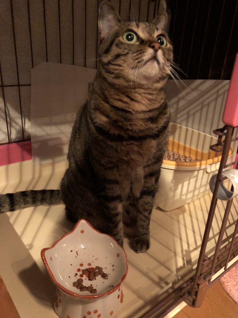 投稿写真