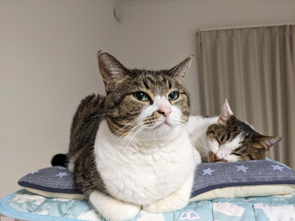 投稿写真