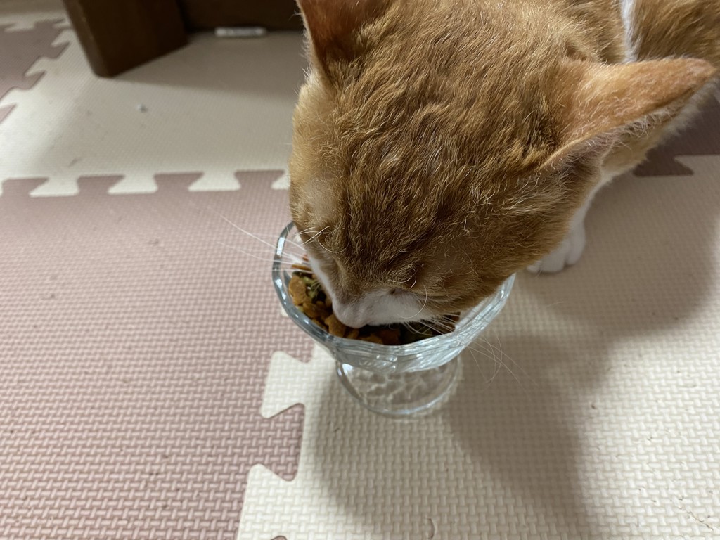 投稿写真