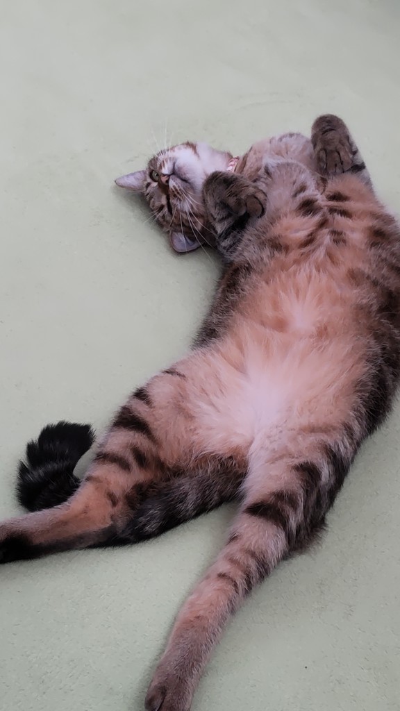 投稿写真