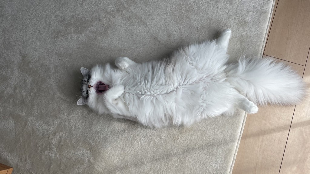 投稿写真