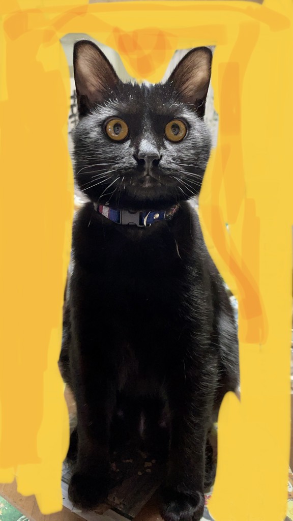 投稿写真