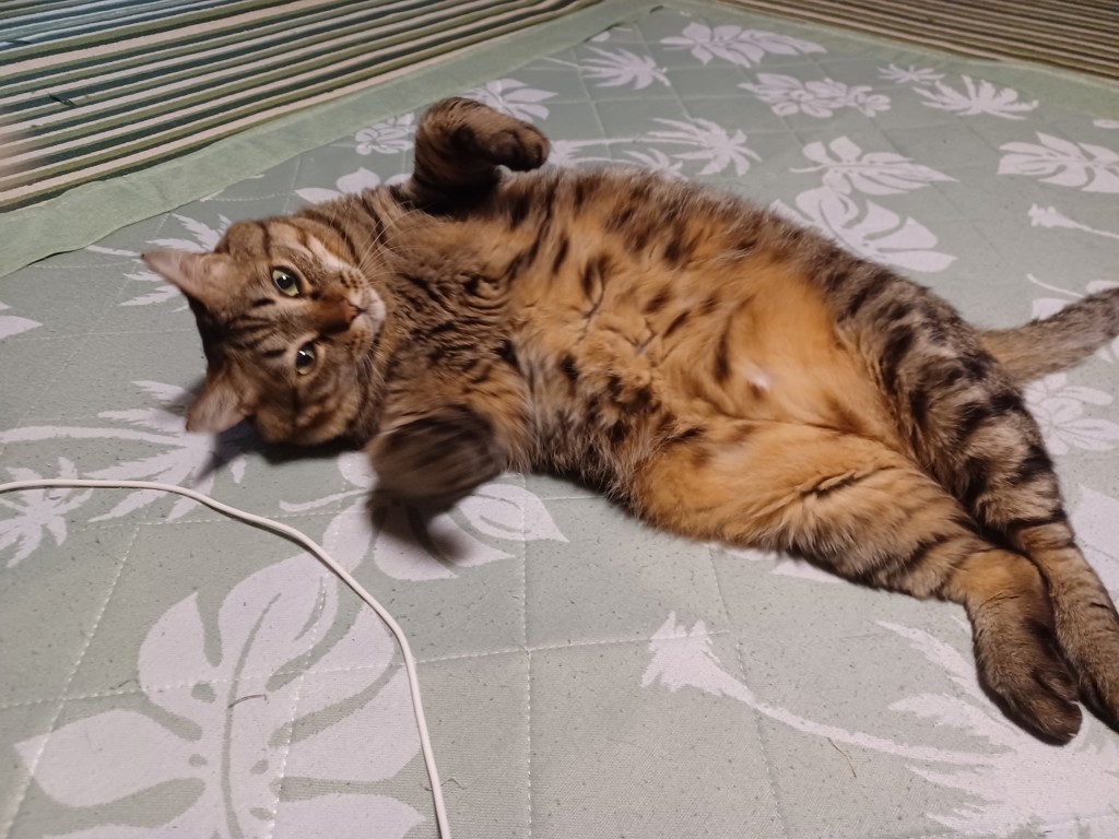 投稿写真