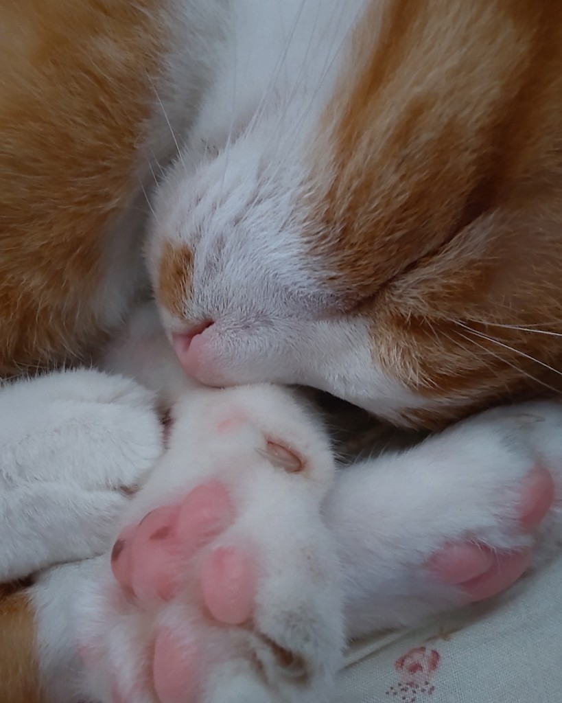 投稿写真