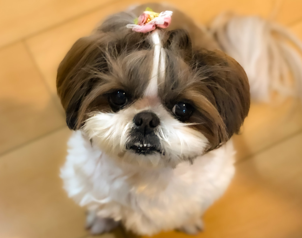 投稿写真