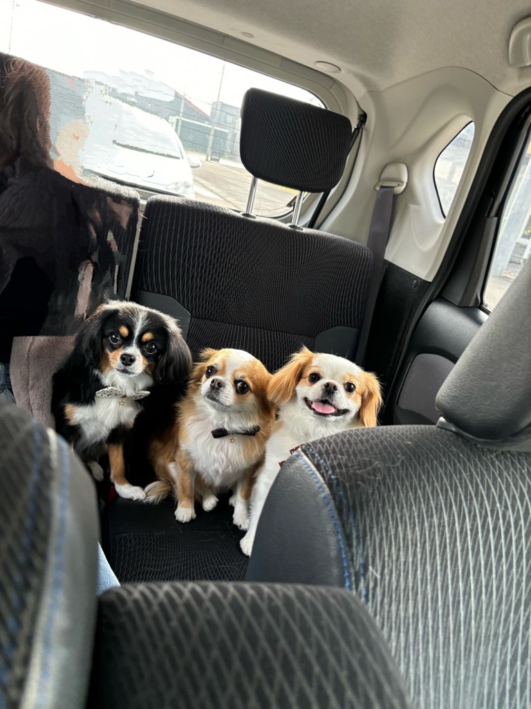 投稿写真