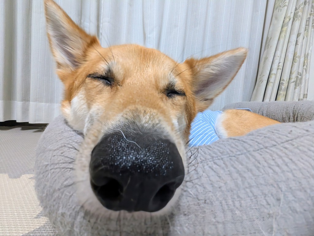 投稿写真