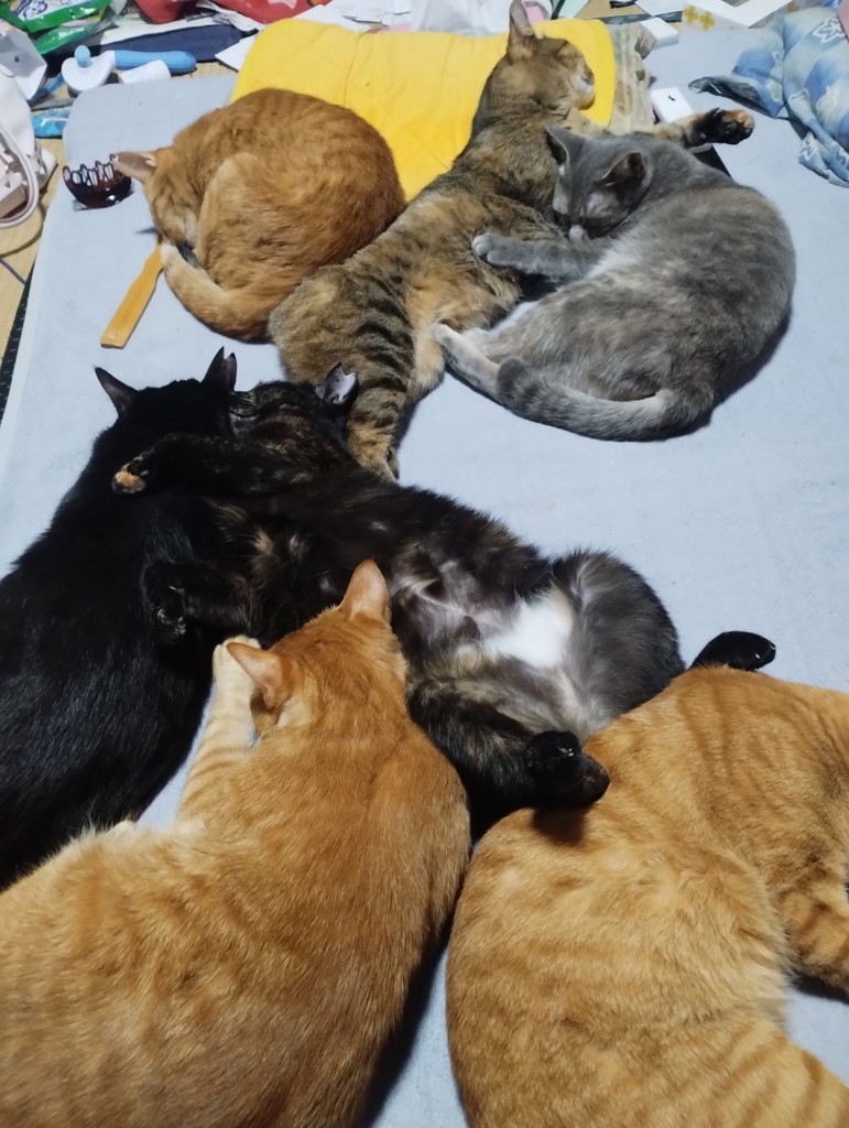 投稿写真
