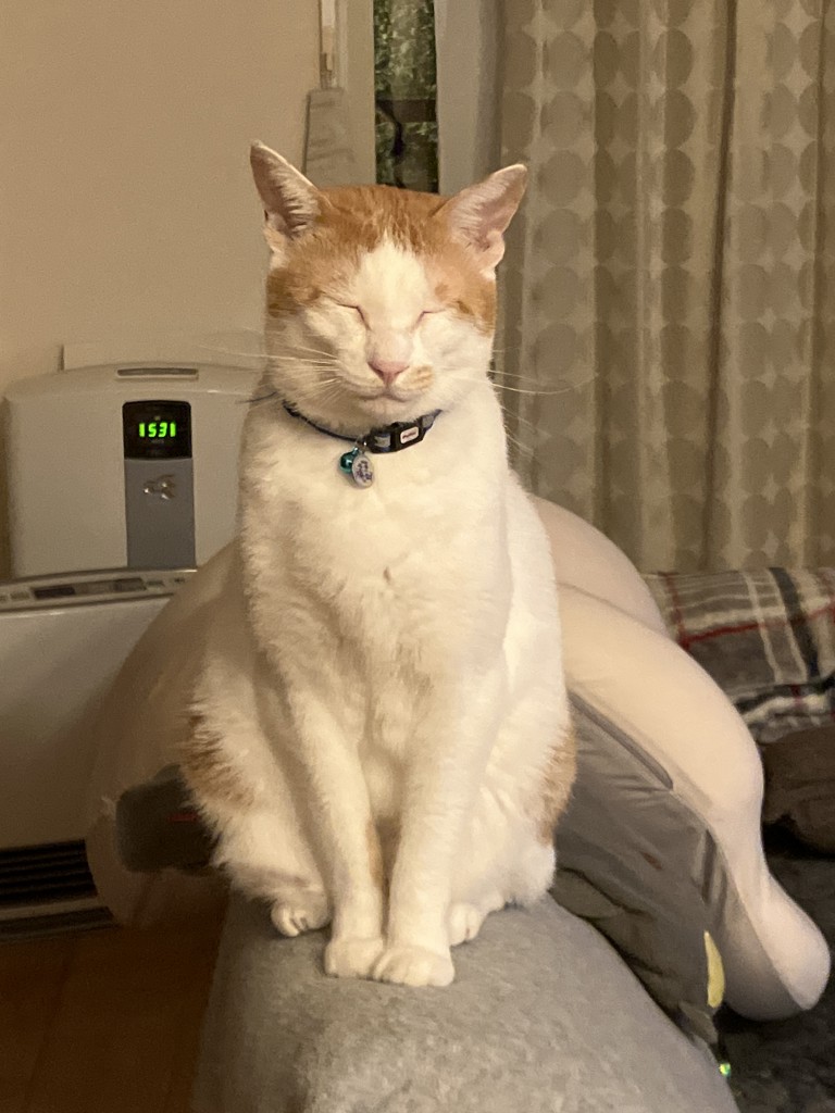 投稿写真