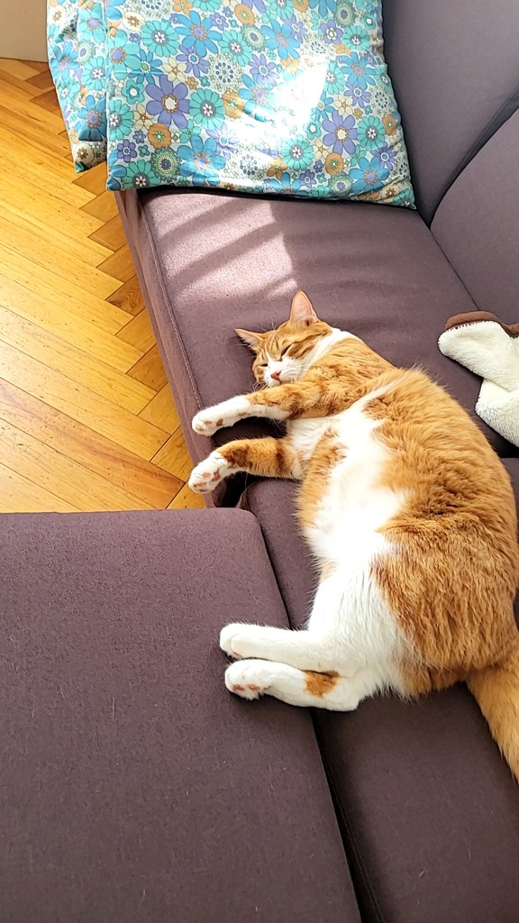 投稿写真
