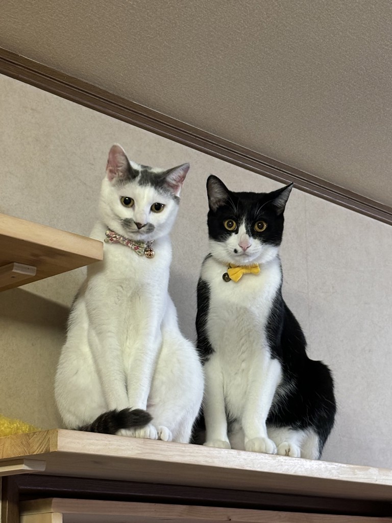 投稿写真