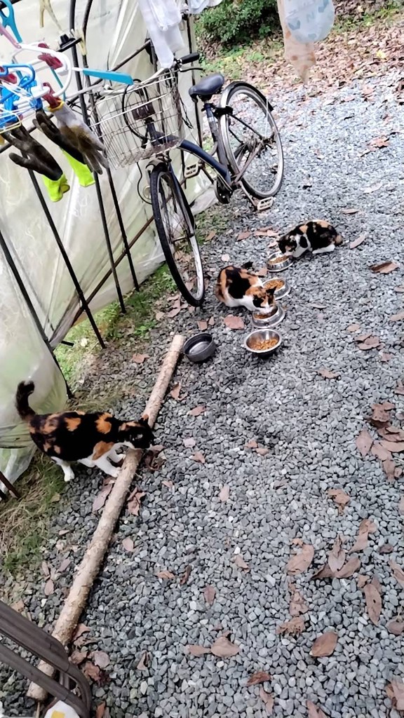 投稿写真
