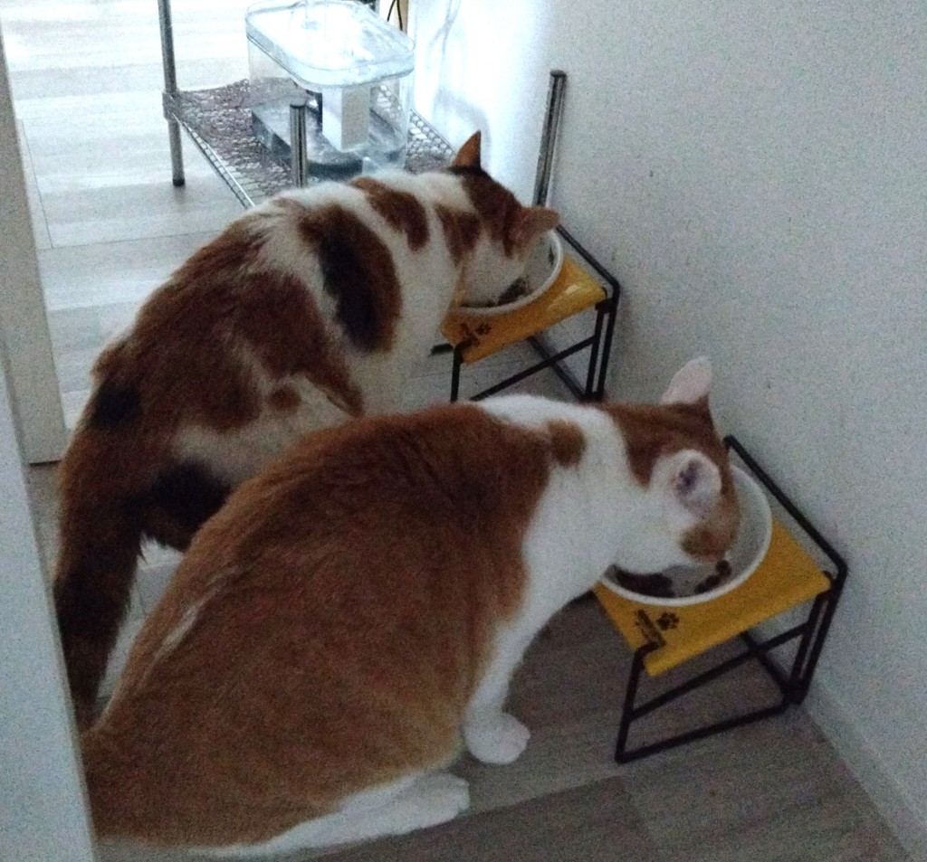 投稿写真