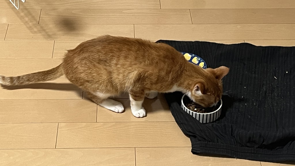 投稿写真