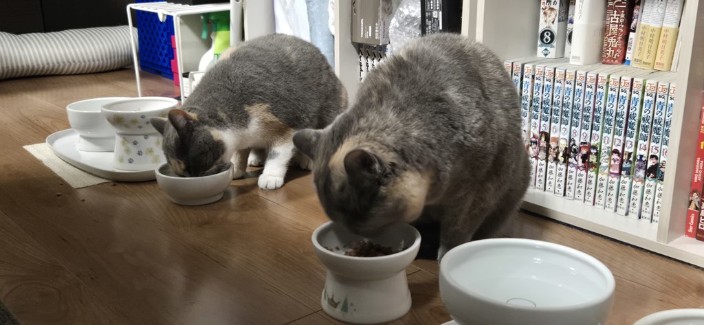 投稿写真