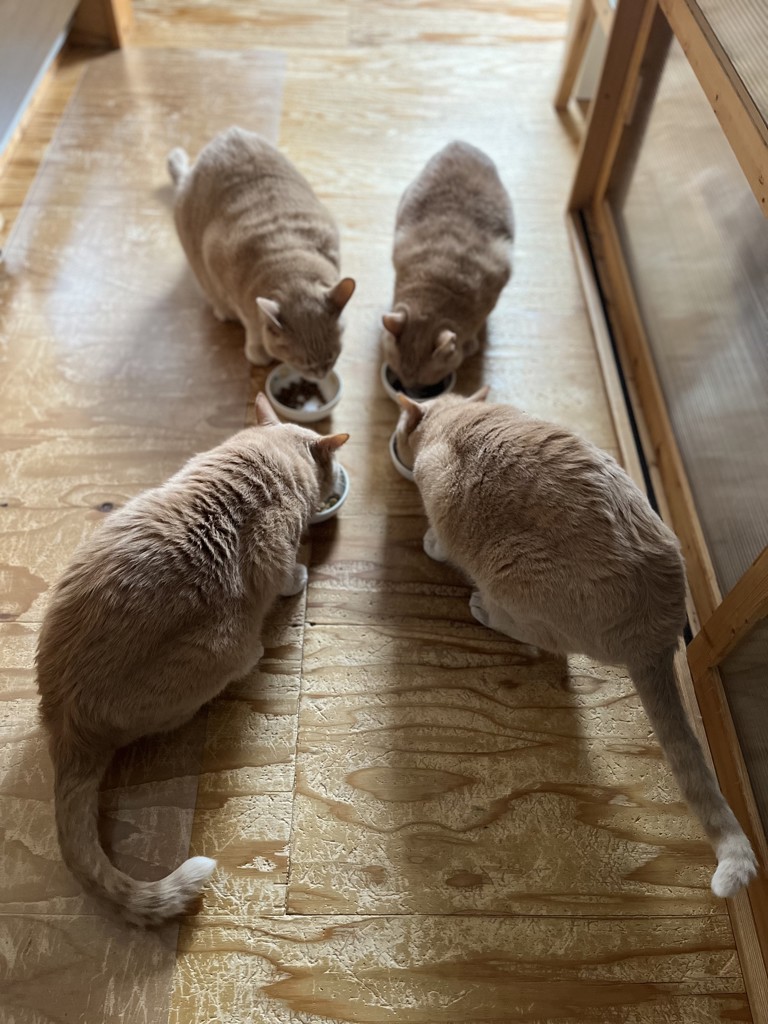 投稿写真