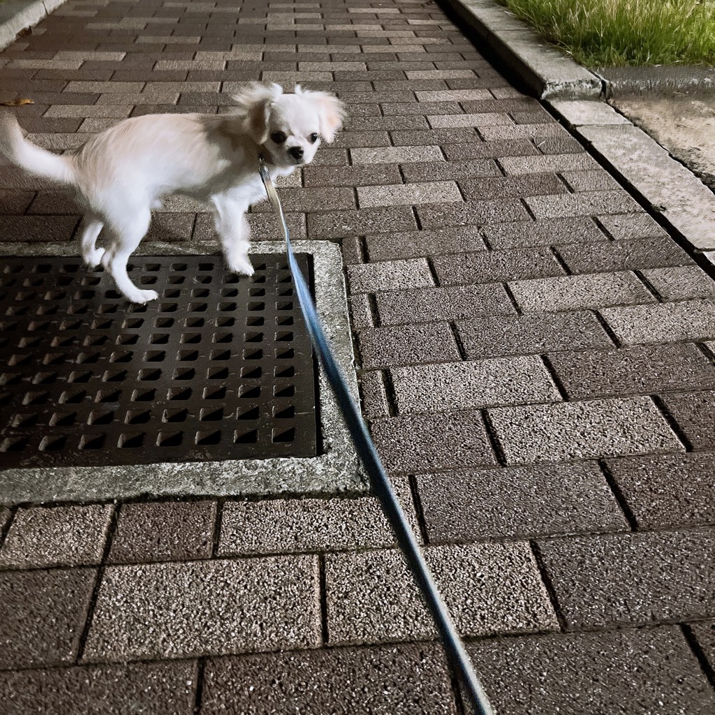 投稿写真