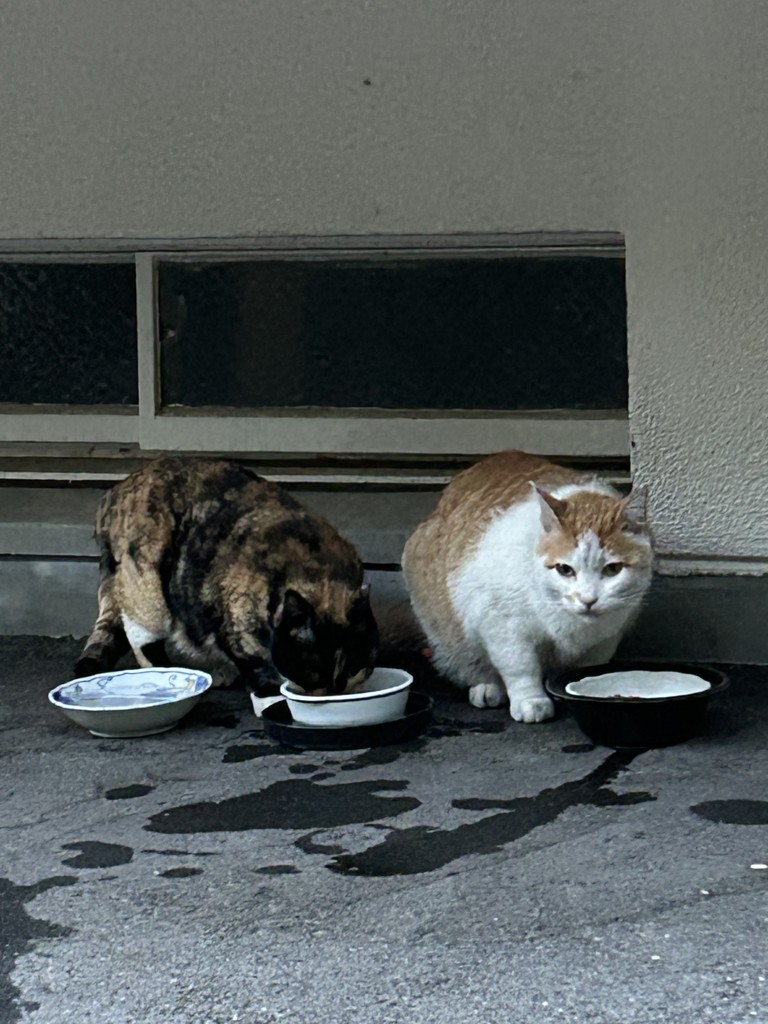 懐石 2つのごほうび 小魚添えペア(650g(65g×10)): 猫｜ペットライン