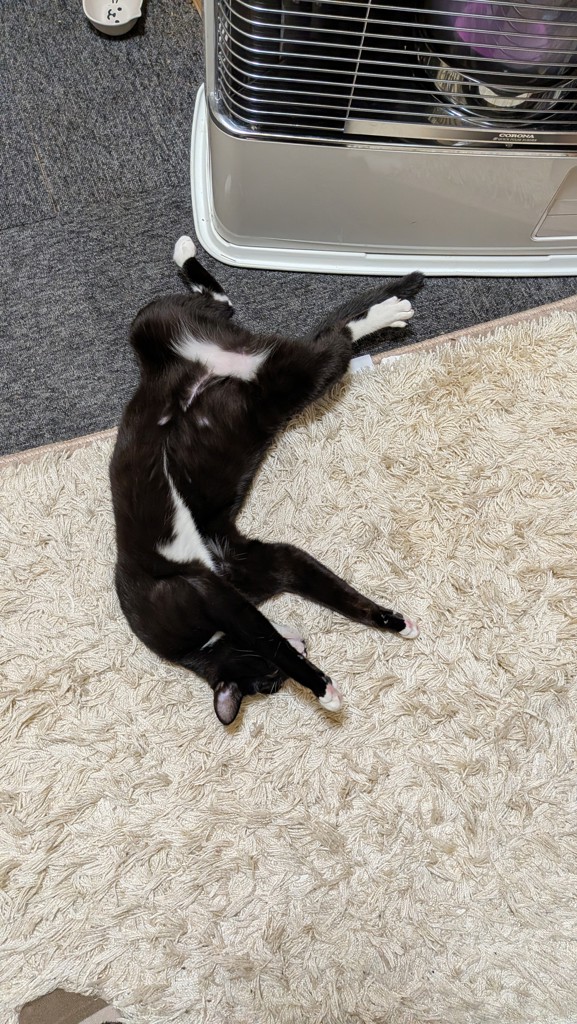 投稿写真