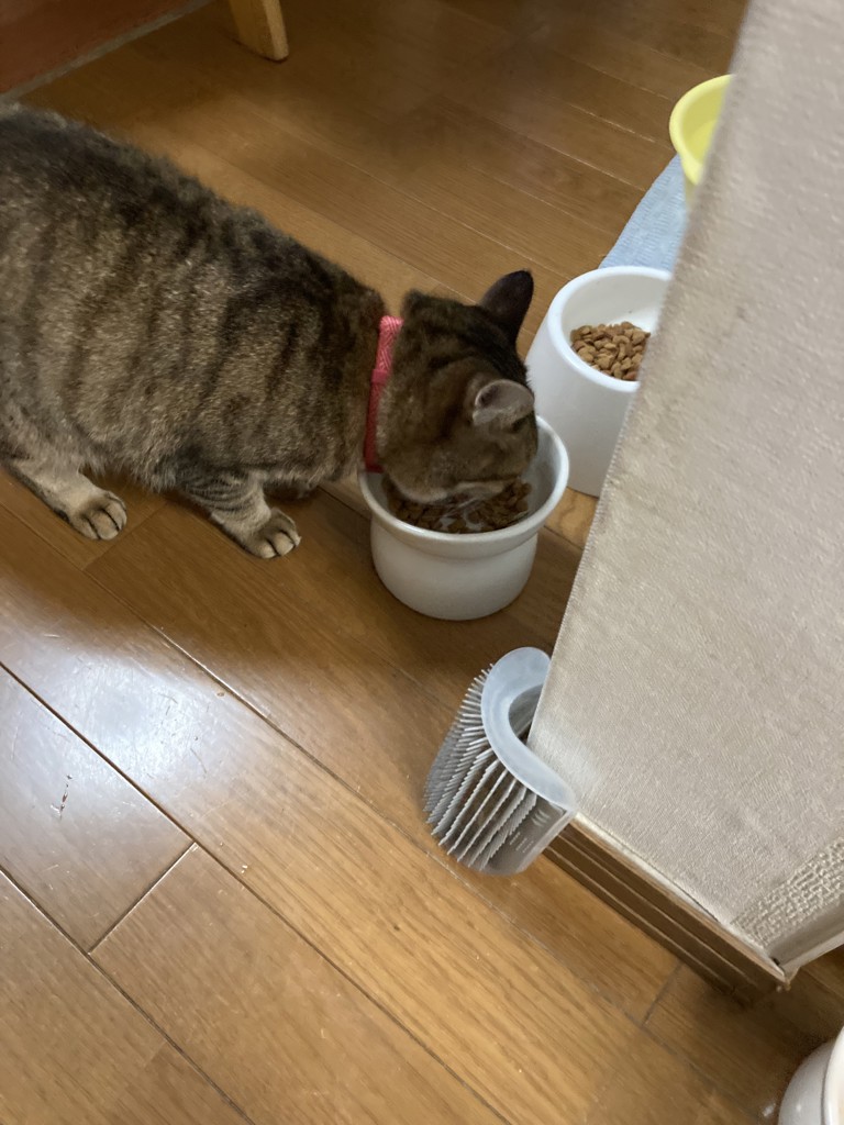 投稿写真