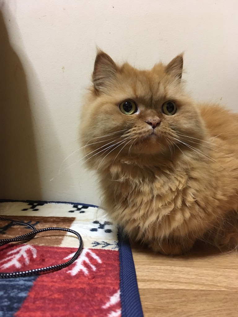 ユーザー写真