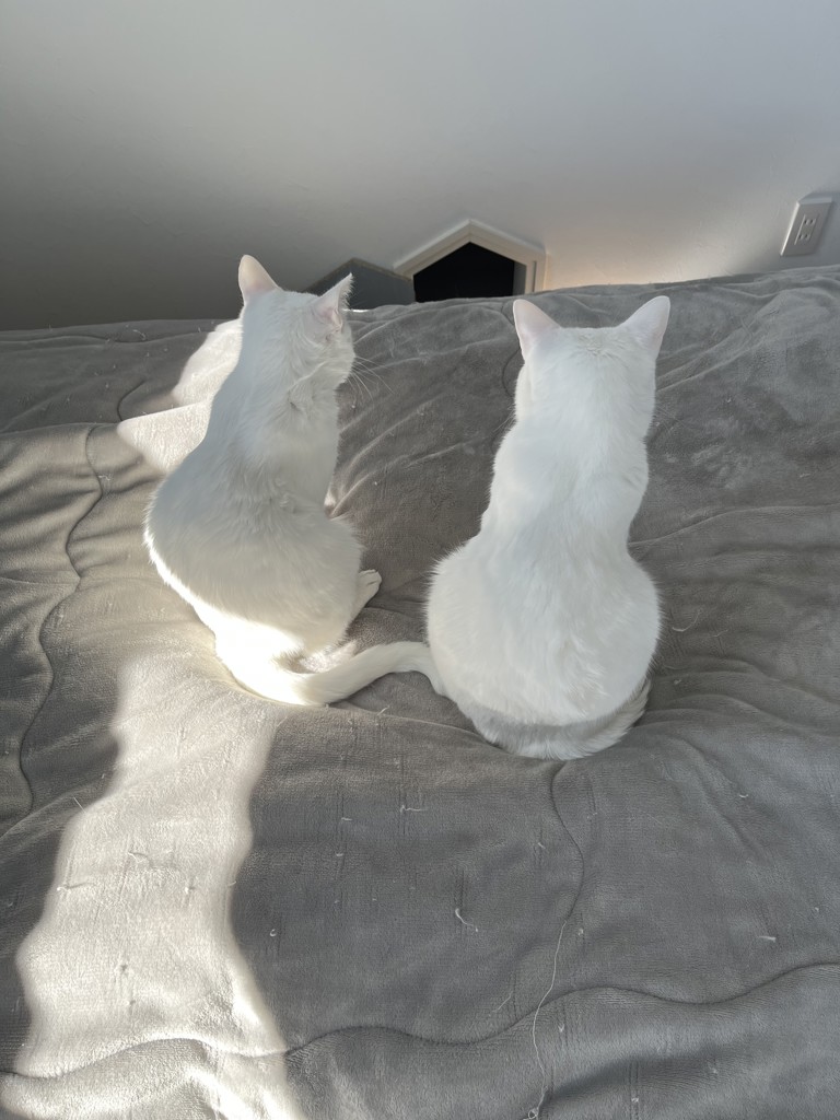 投稿写真