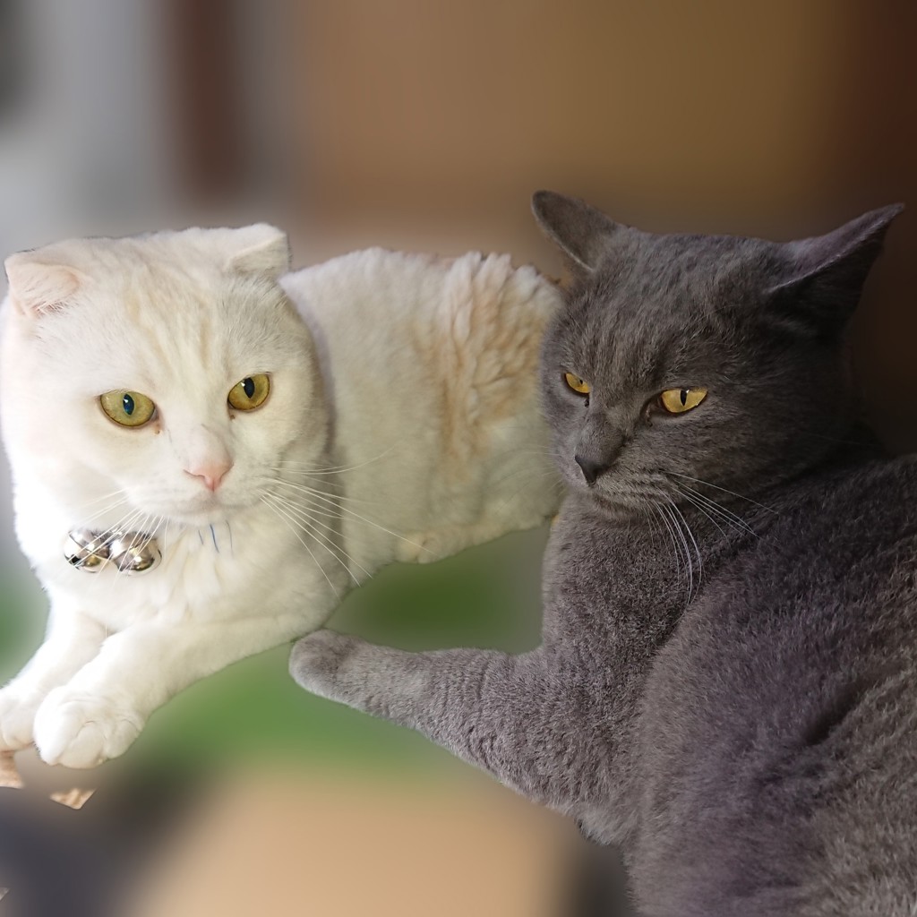 投稿写真