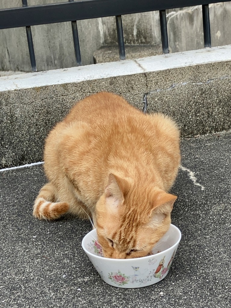 投稿写真