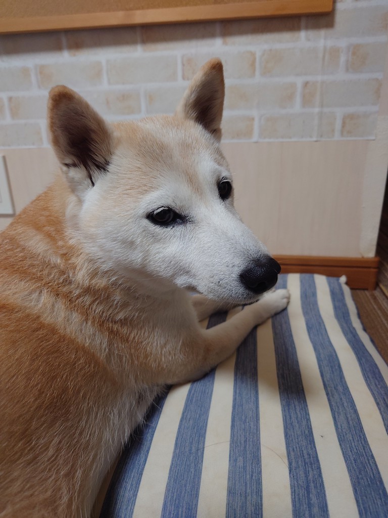 投稿写真