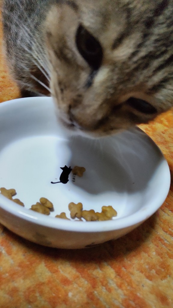 投稿写真