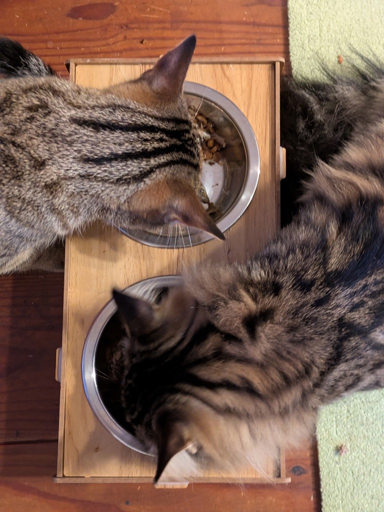 投稿写真