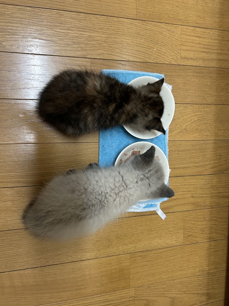 投稿写真