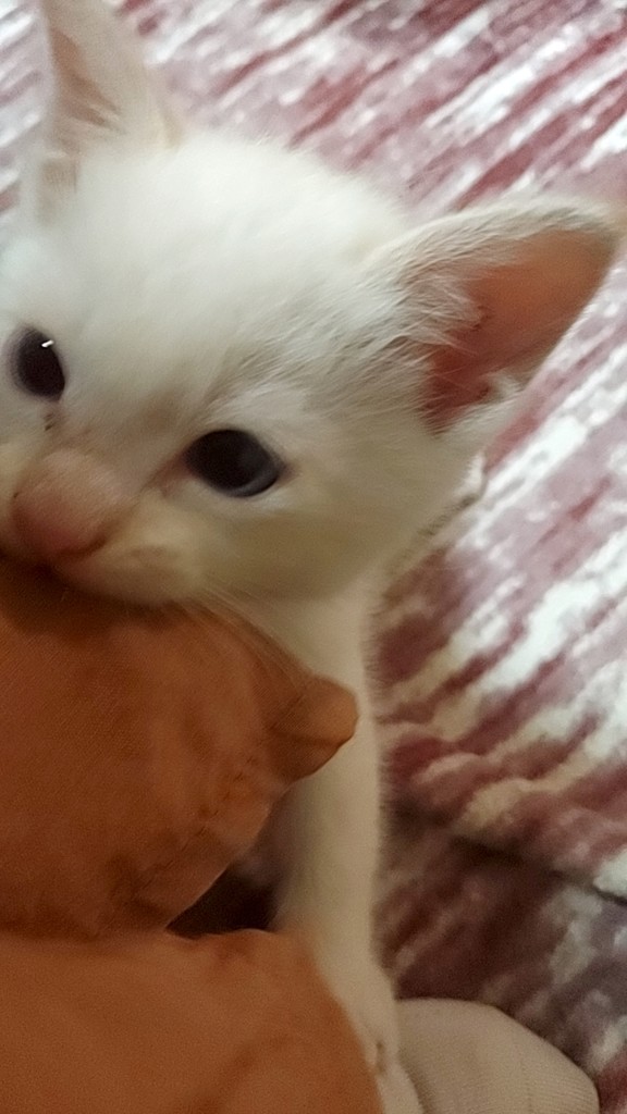 投稿写真