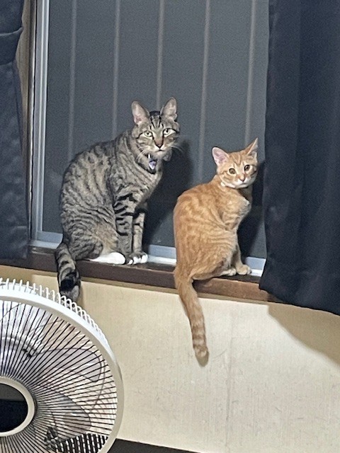 投稿写真