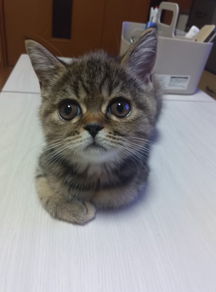 投稿写真
