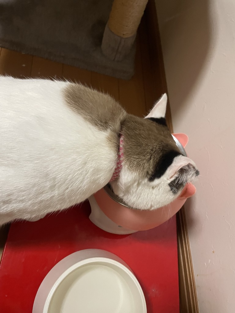 投稿写真