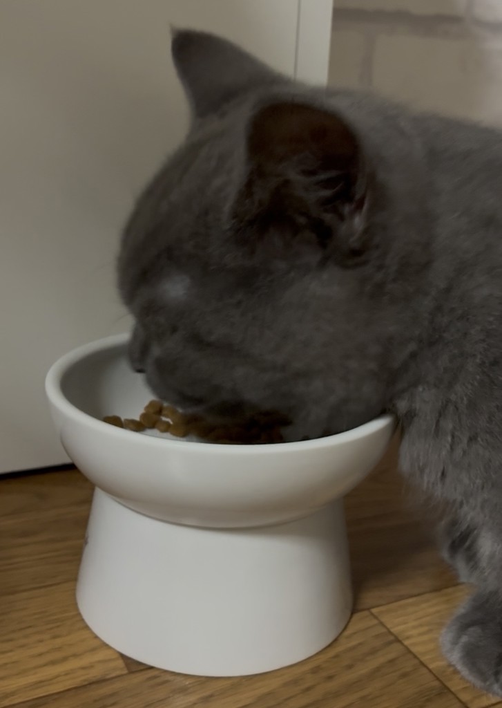 投稿写真
