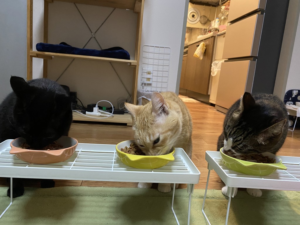 投稿写真