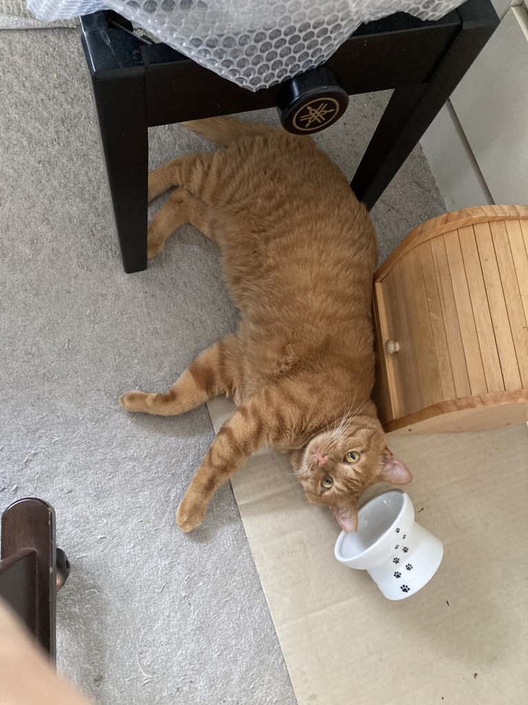 投稿写真