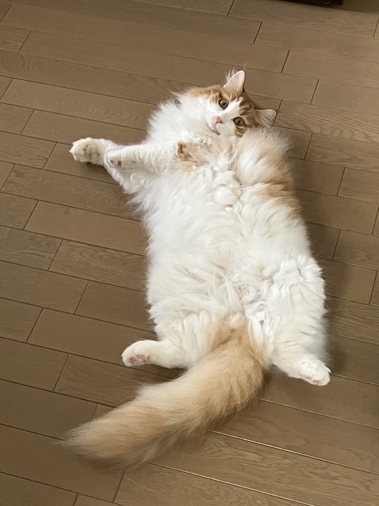 投稿写真