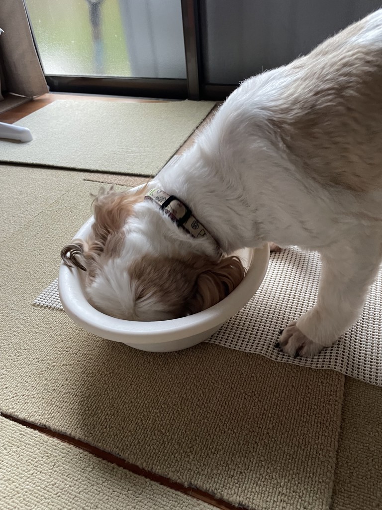 投稿写真