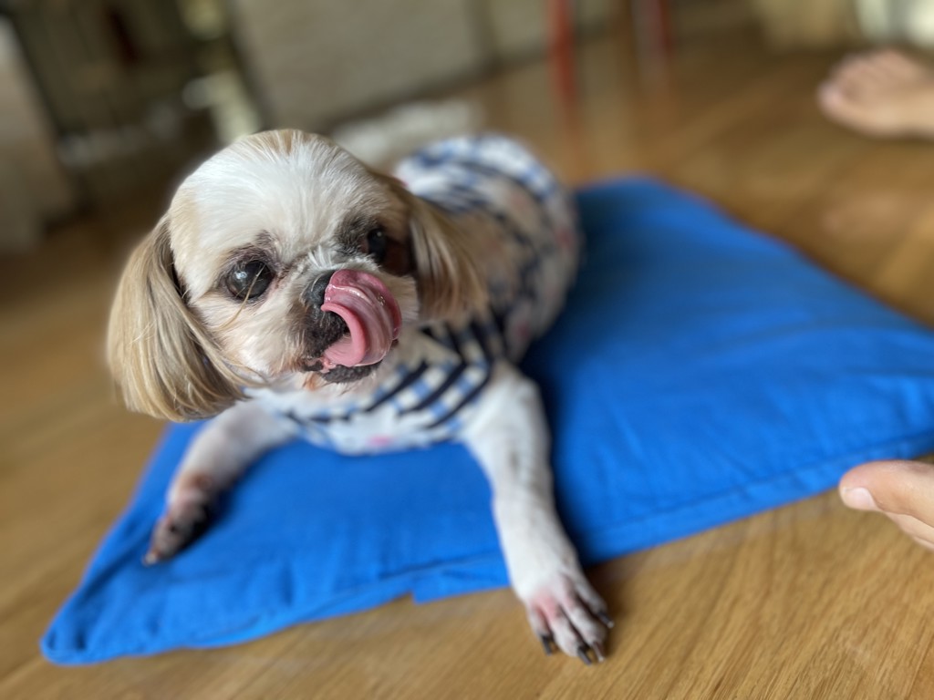 投稿写真